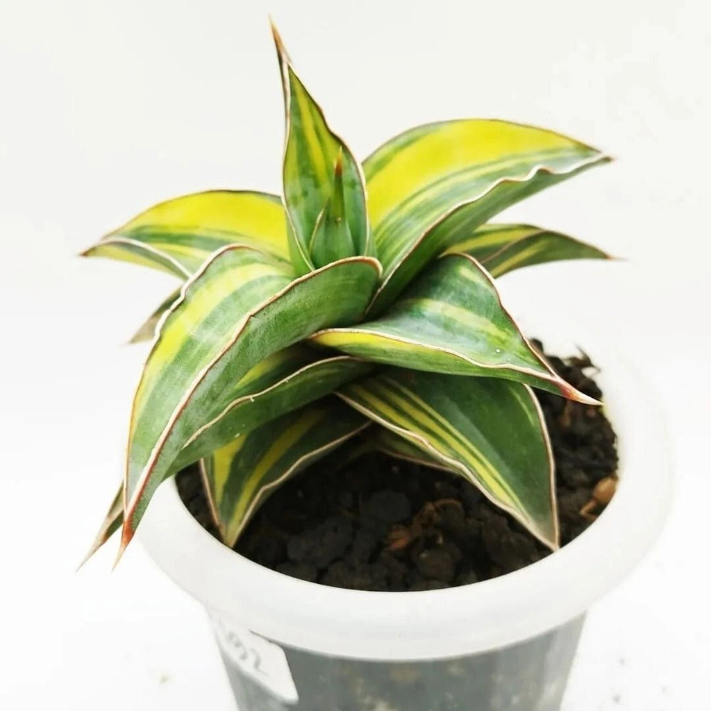 Sansevieria Kimayo Variegated rare unique snake house plant