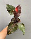 Philodendron orange princess galaxy Variegated rare variegated plant